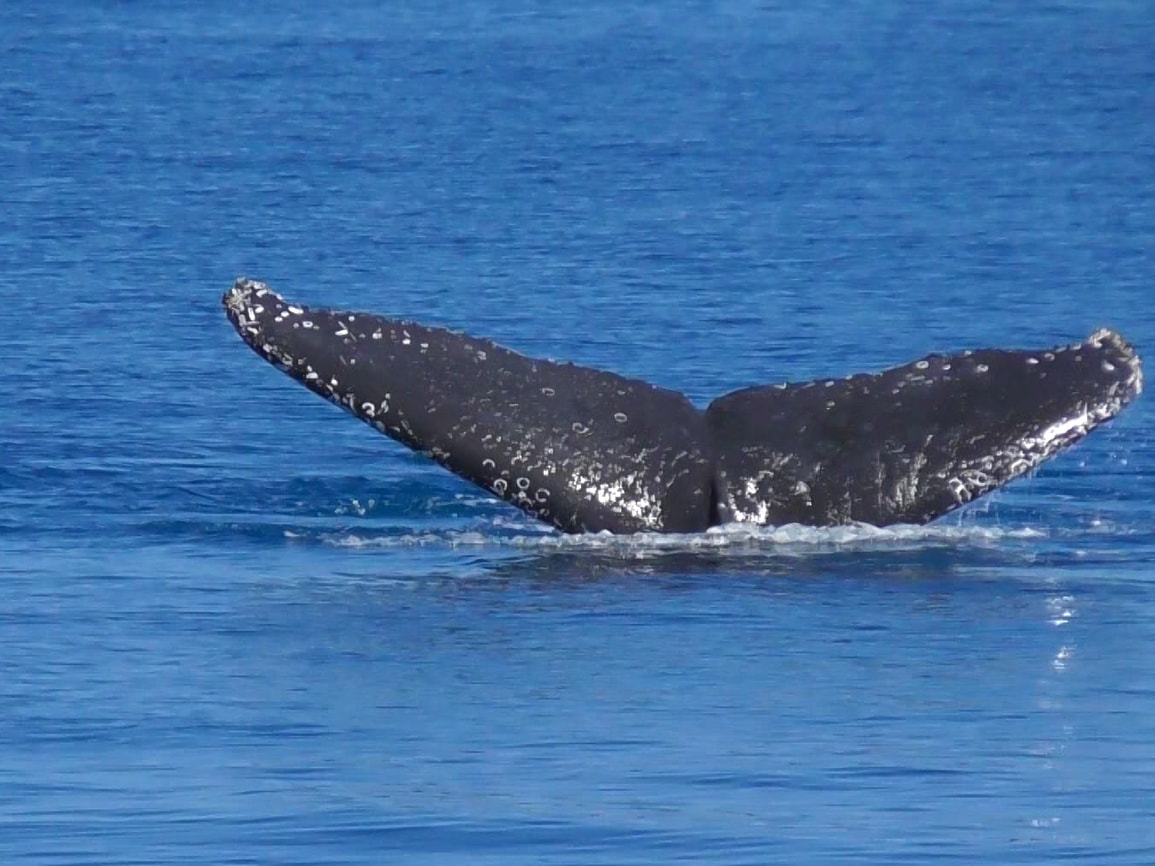 Sanctuary Lakes Fauna Retreat Website Humbpack Whale Tail