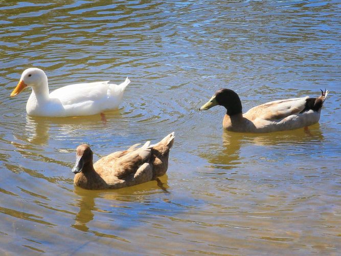 Three beautiful ducks gliding along on the water in the sunshine